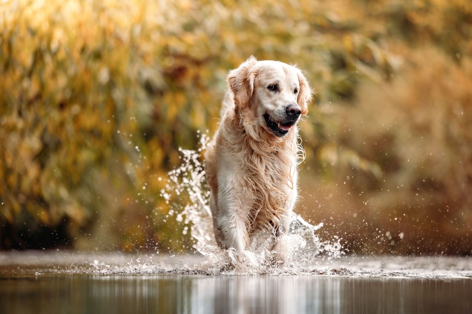 A Golden Retriever splashing through water with autumn colors in the background.