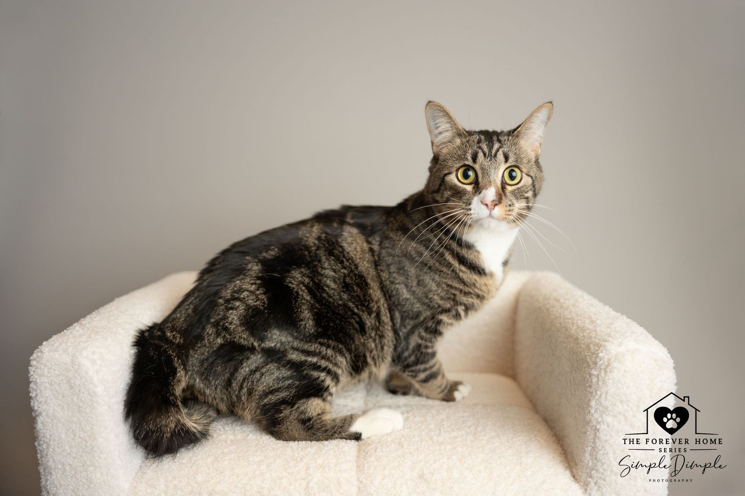 A happy Calco Cat with white paws and chest sits on a pet bed.