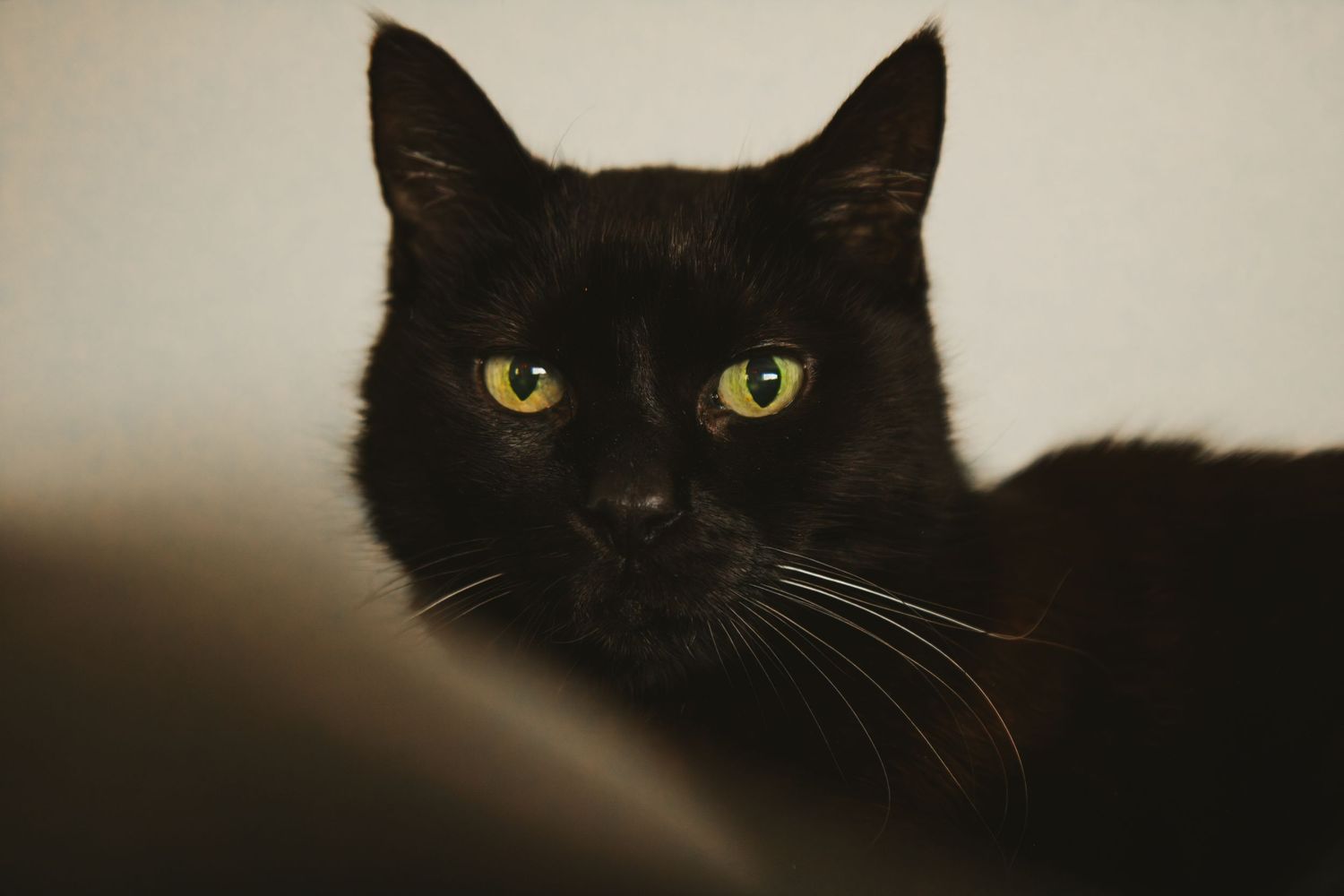 Close-up portrait of a black cat with bright yellow eyes looking intently at the camera.