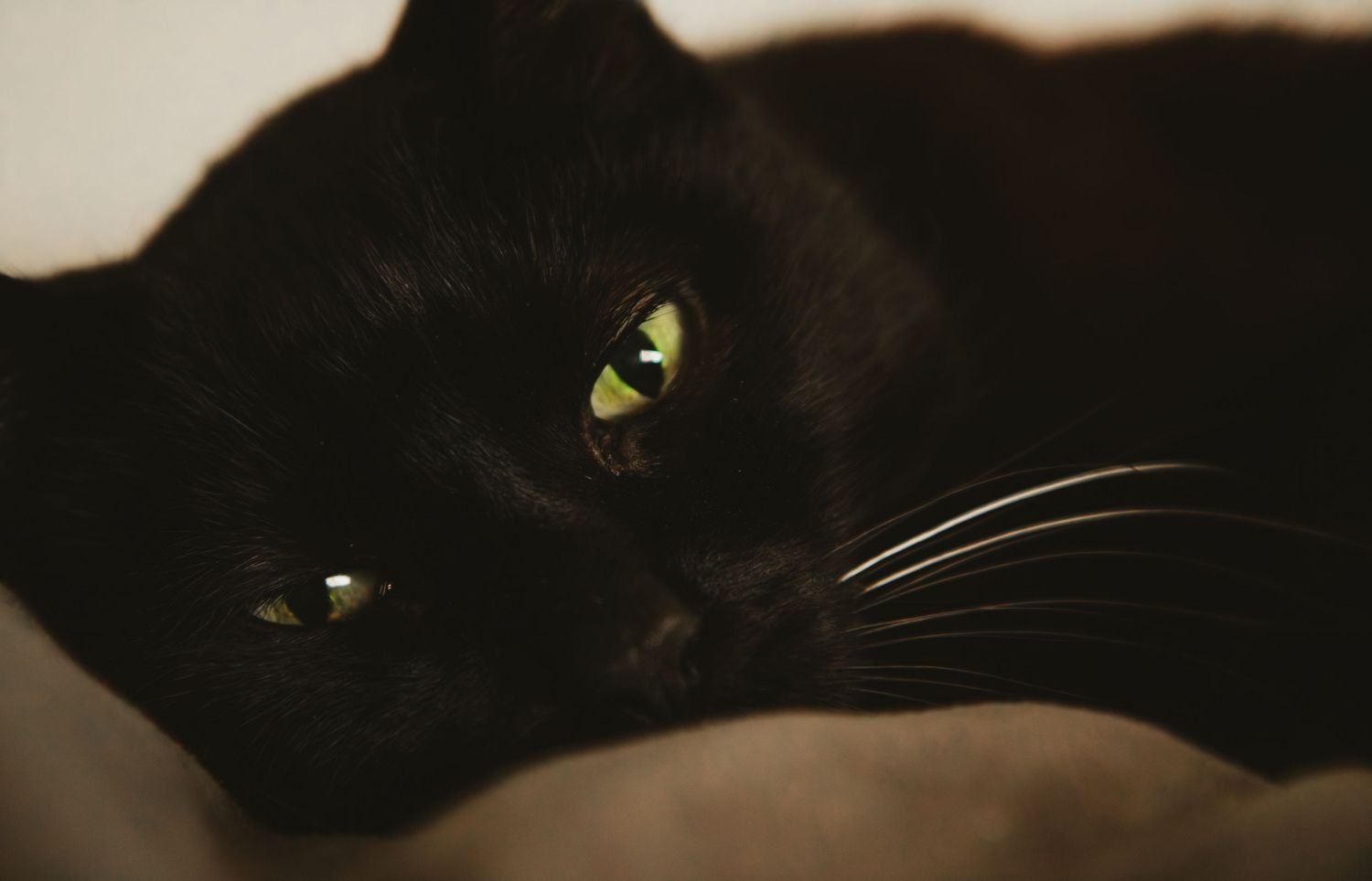 Close-up of a black cat's face with striking yellow-green eyes against a dark background.