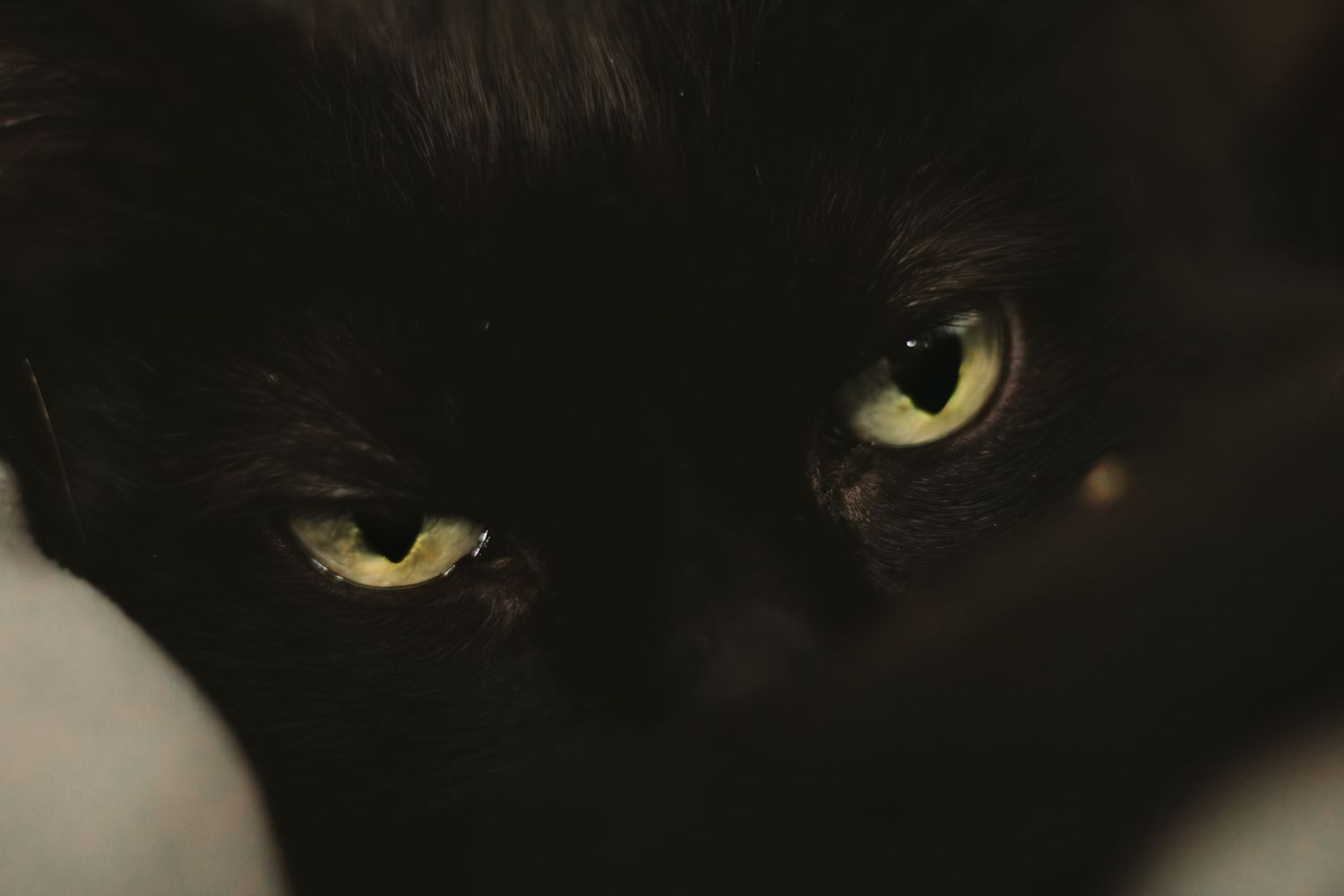 Close-up macro photograph of a black cat's piercing yellow eyes against dark background.