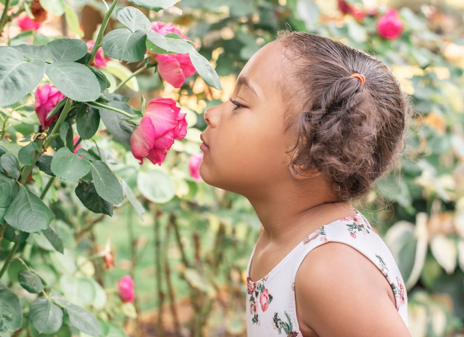 A young child in a floral dress leans forward to smell bright pink roses growing on a bush in a garden.