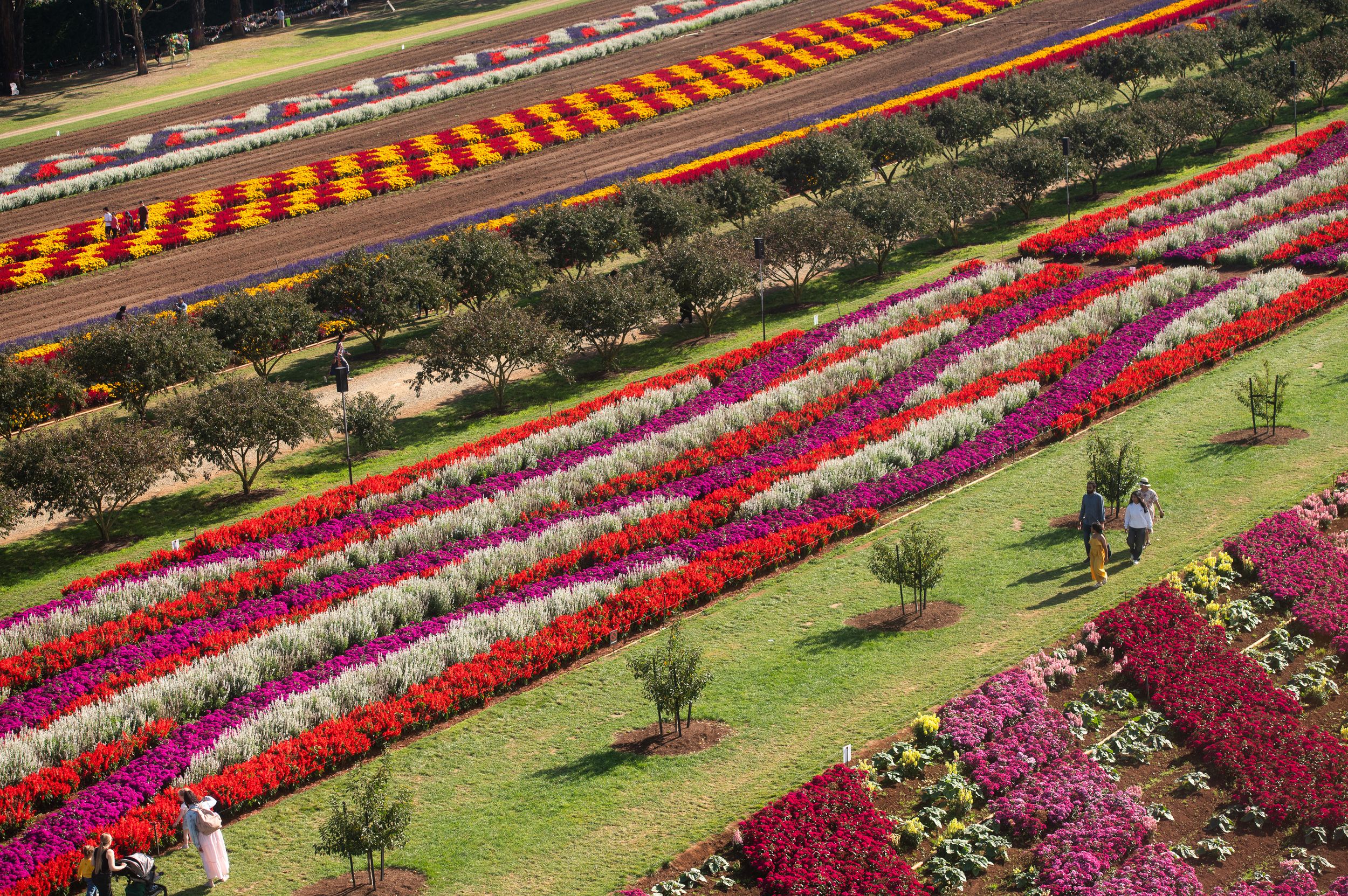 Above shot of fields of flowers