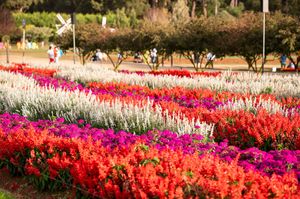 Field of Flowers