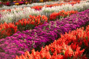 Field of flowers