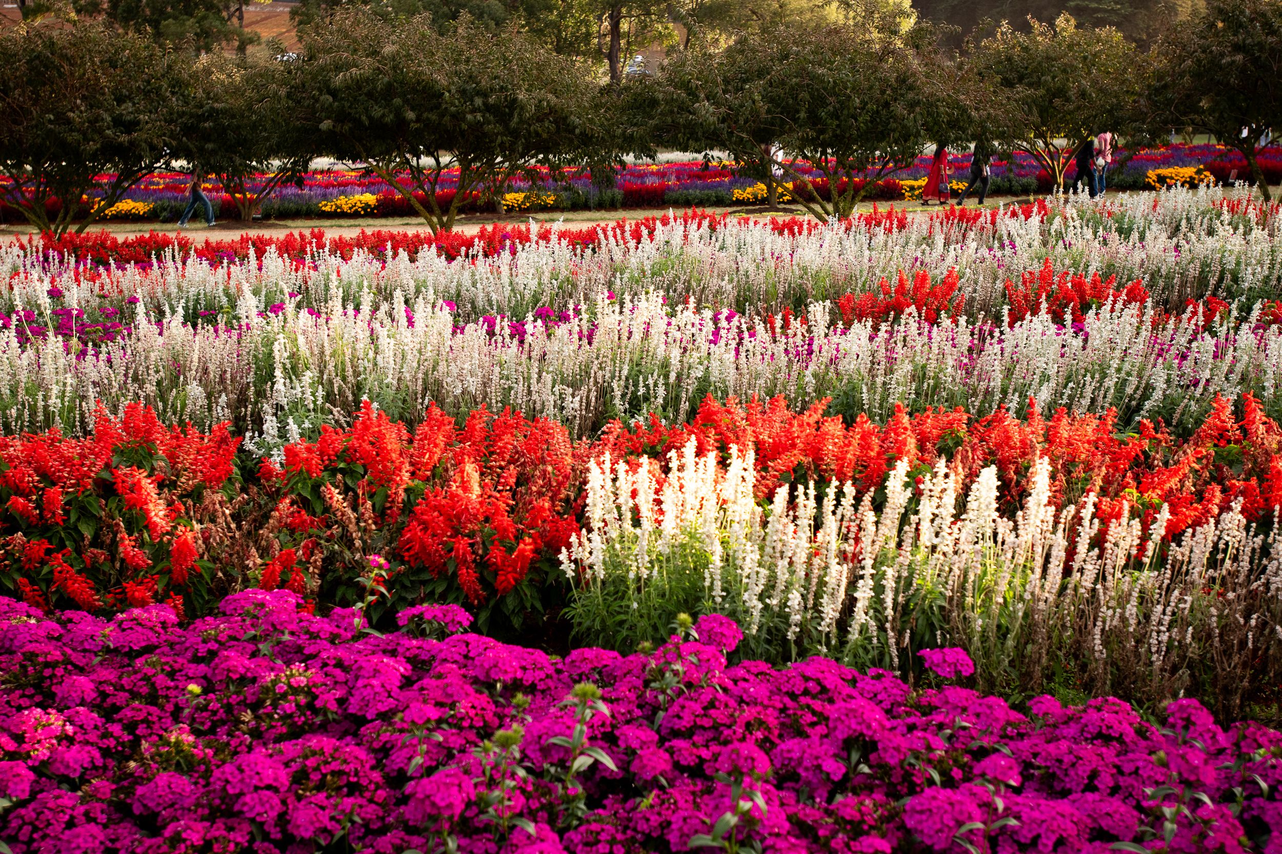 Beautiful flowers in a field