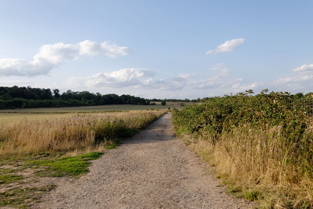 A gravel path winds through golden fields of tall grass and wildflowers under a blue summer sky.