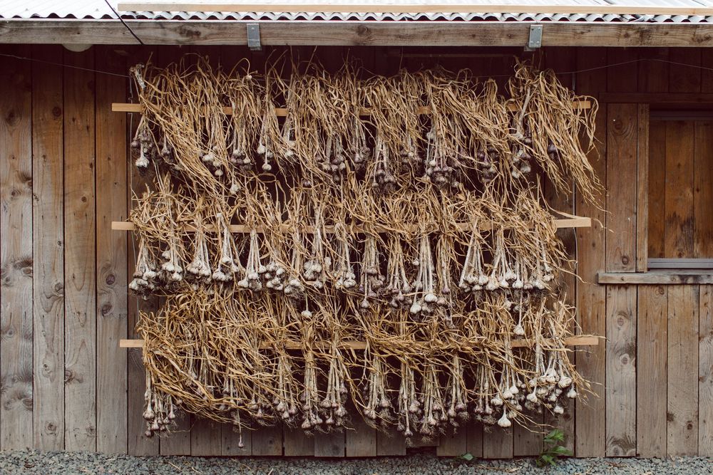 Multiple bundles of dried herbs and botanicals hanging from wooden rafters in a traditional drying room.