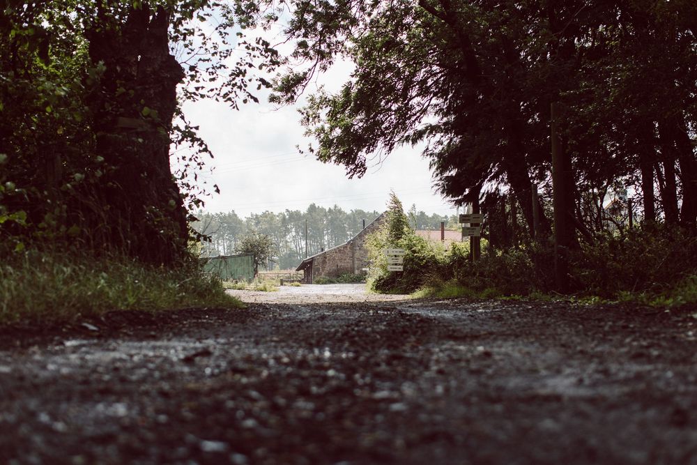 Silhouetted trees line a path under a moody overcast sky creating a dramatic natural landscape.
