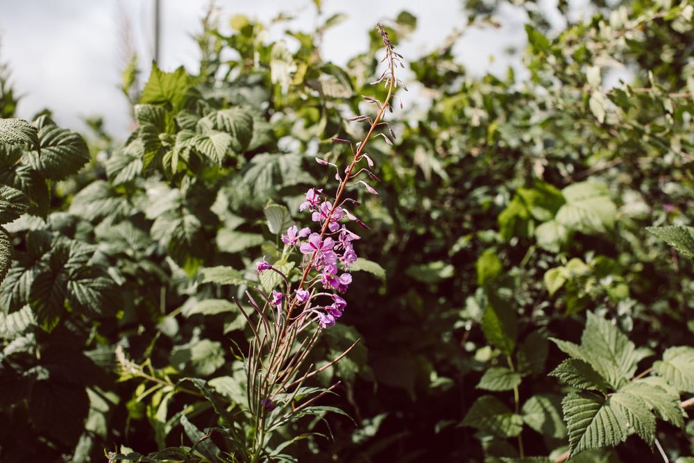 Delicate pink flowers bloom among lush green foliage in a tranquil garden setting.