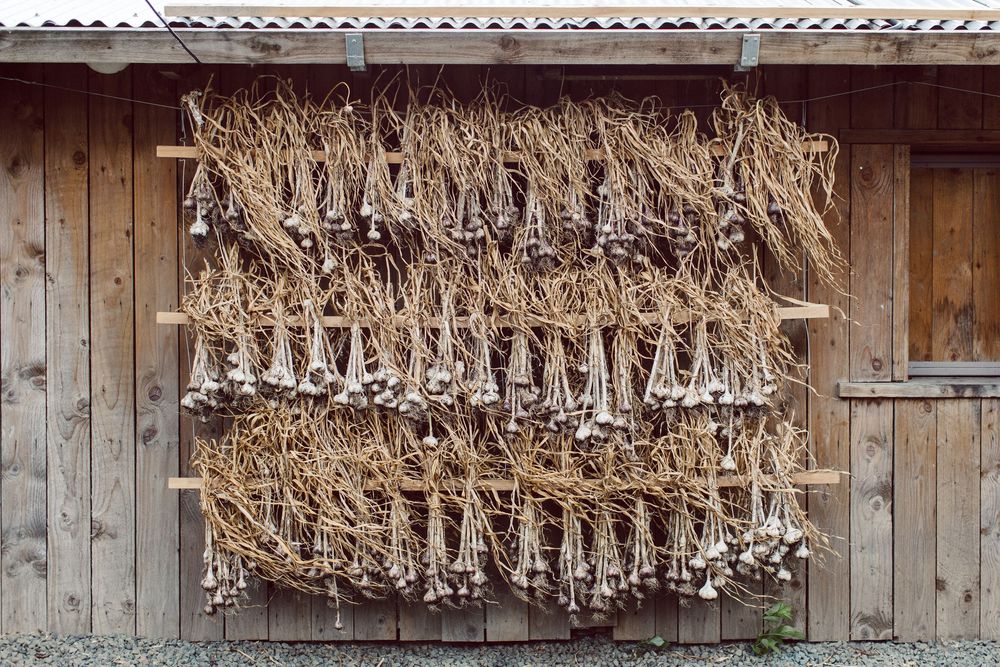 Rows of dried herbs and flowers hanging from wooden beams create a rustic farmhouse ceiling display.