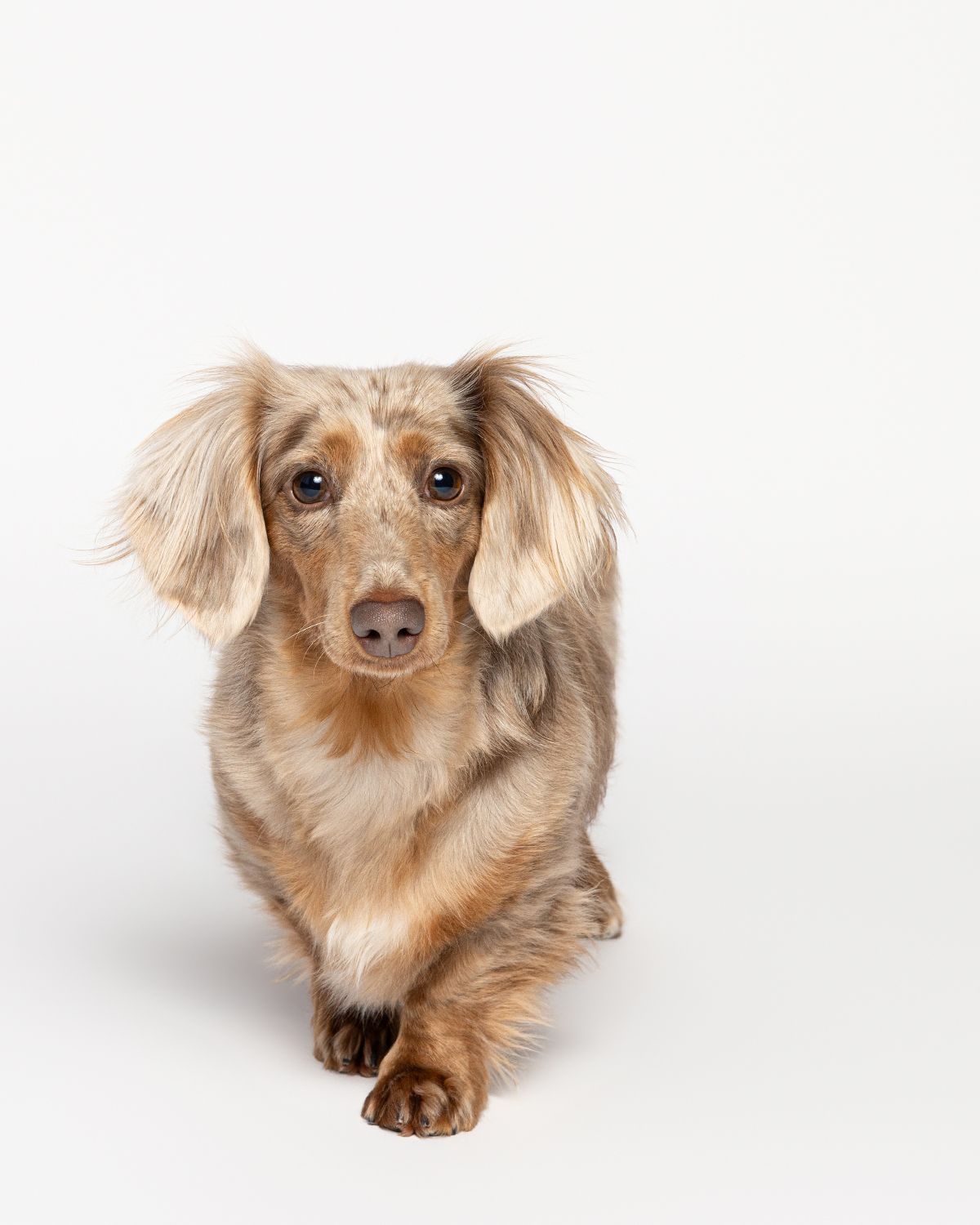 Long-haired dachshund with cream colored fur inches toward the photographer.