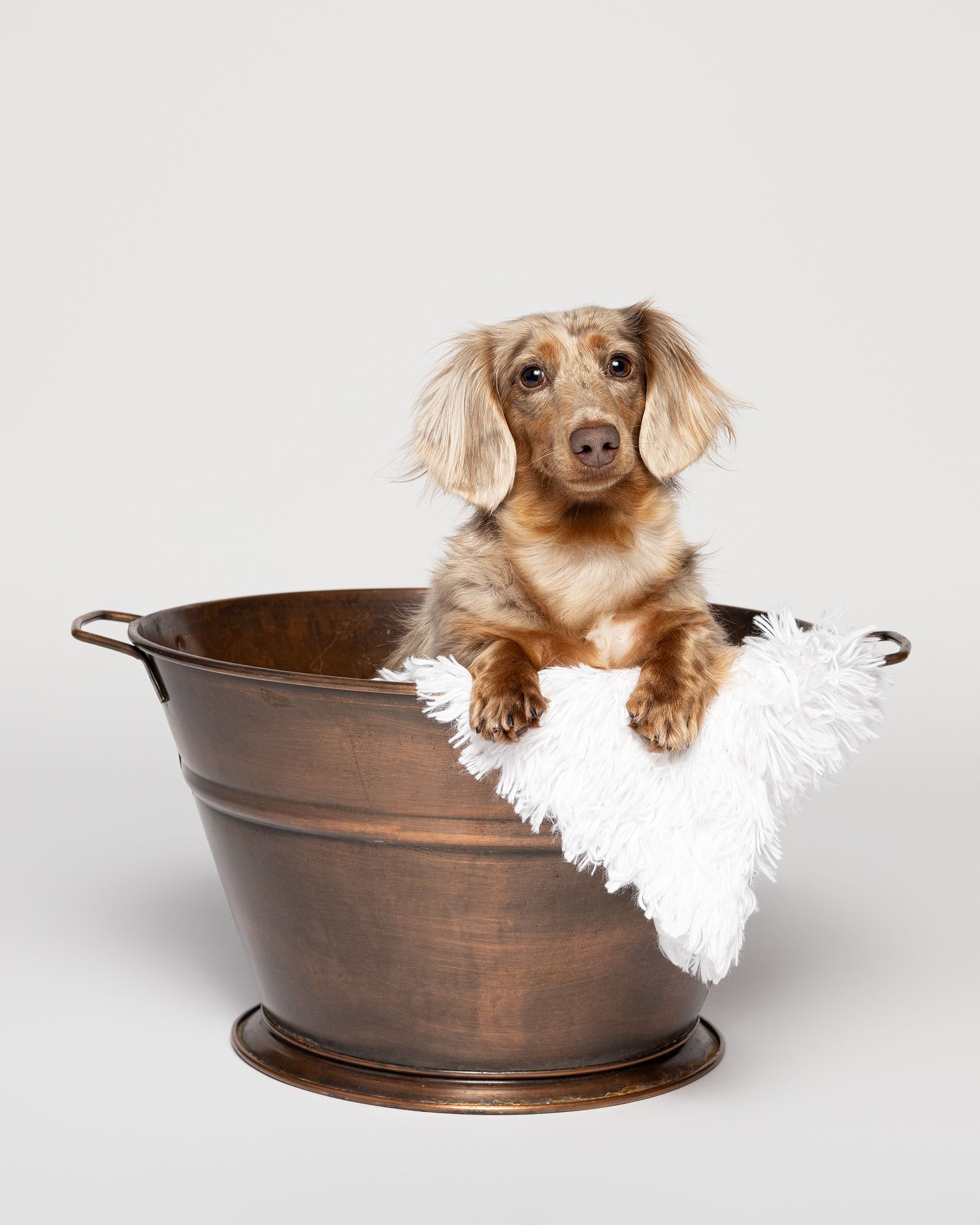 Adorable long-haired dachshund puppy sitting in a copper metal tub with a white towel on a gray background.