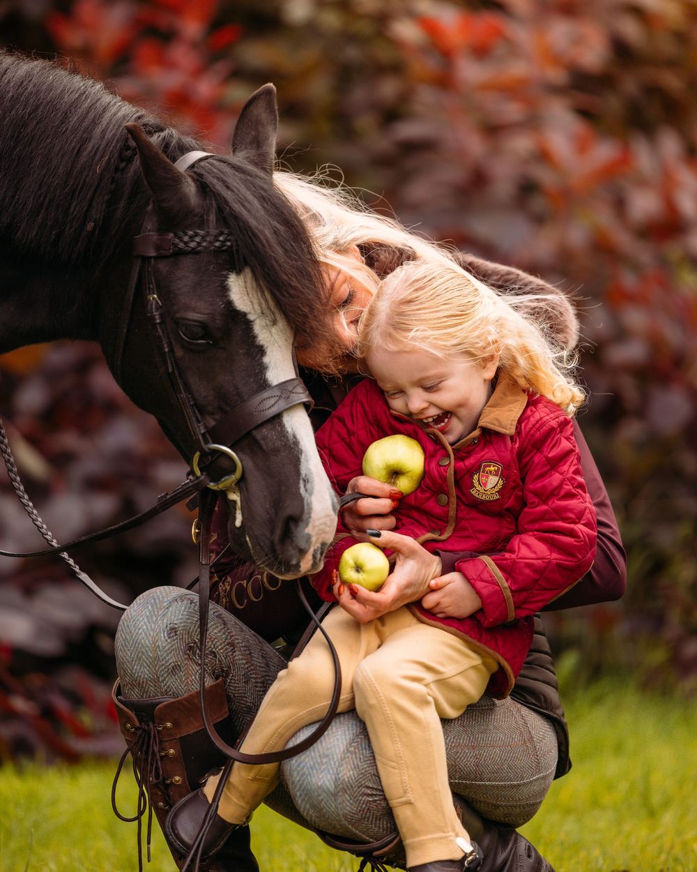 A dark horse nuzzles close while being offered a bright red apple during a fall photoshoot.