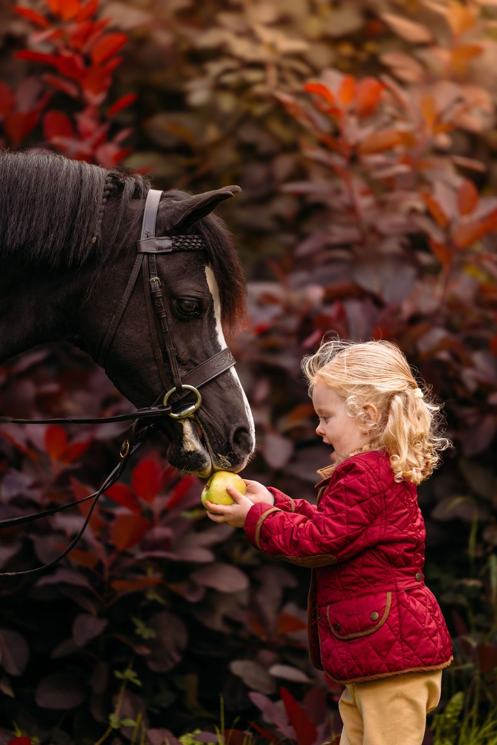A gentle horse accepts a treat while being photographed against vibrant autumn foliage.