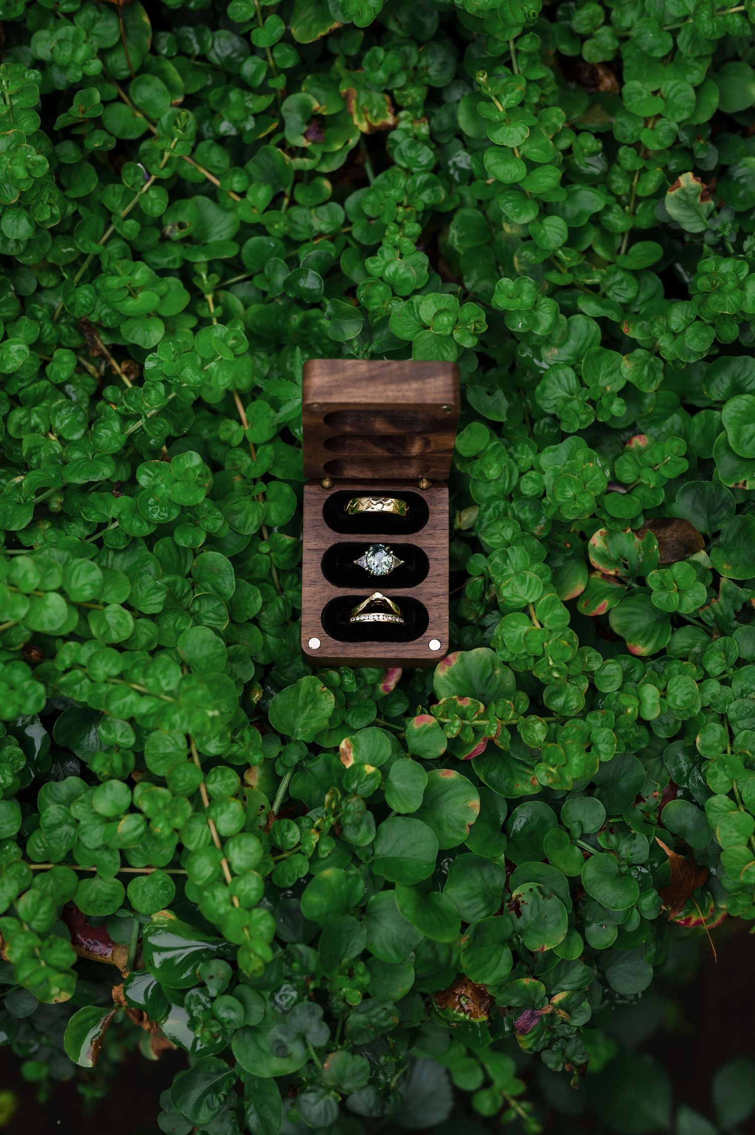Two wooden ring boxes nestled among lush green clover leaves in a garden setting.