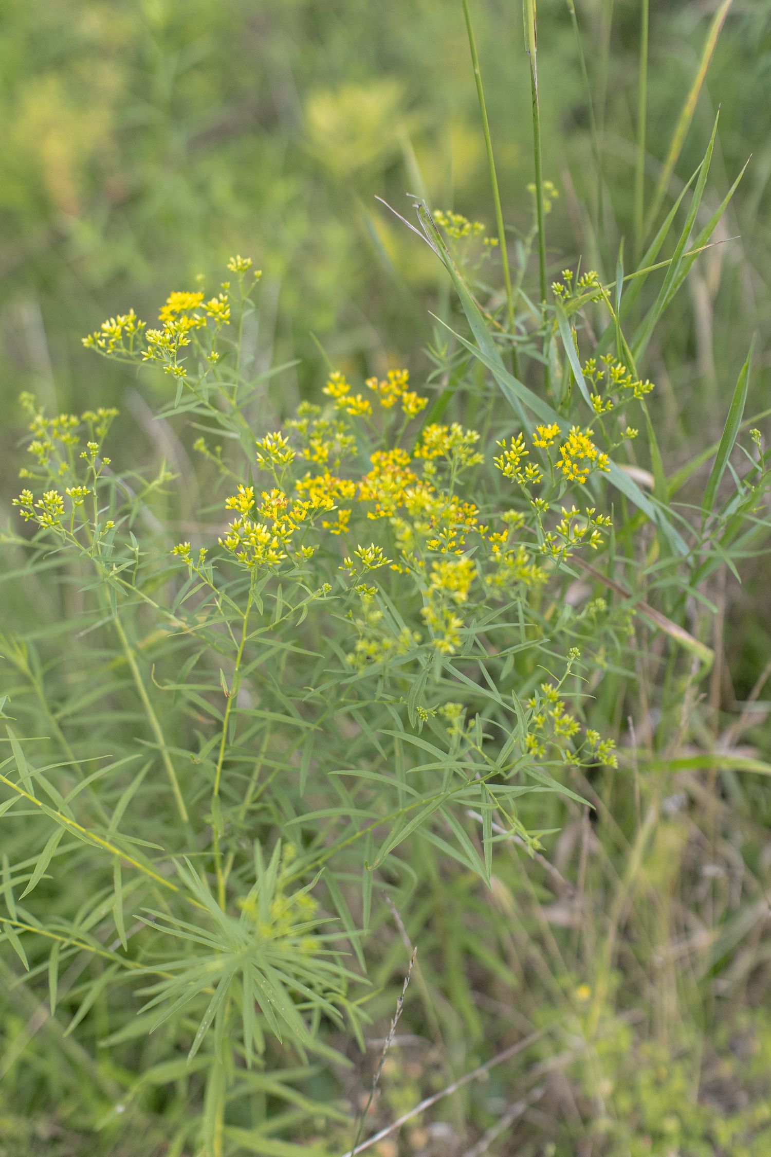 Yellow blooming wildflowers growing among green stems in a natural meadow setting during springtime.