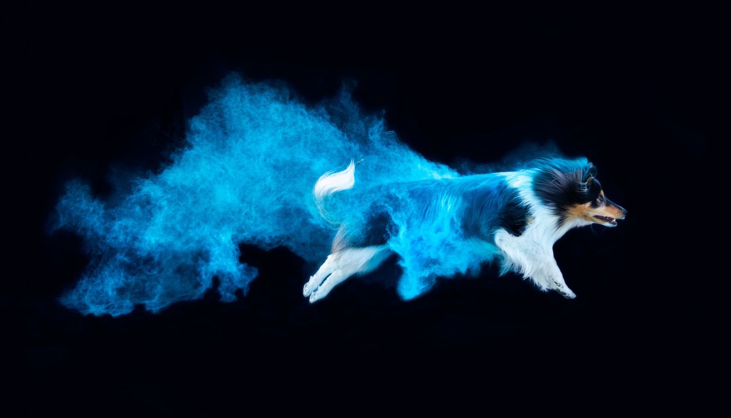 Holi poros fotózás
