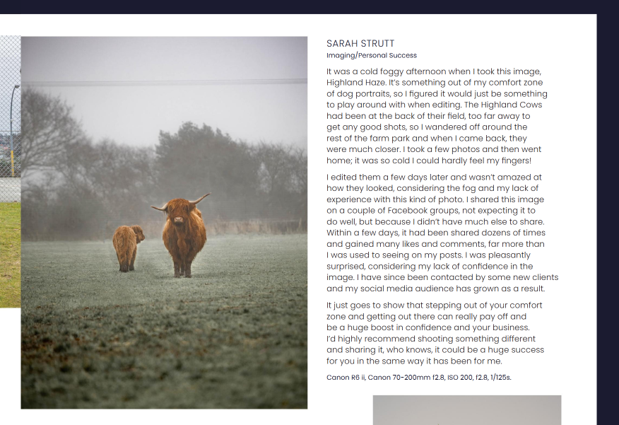 Two rust-colored Highland cattle graze in a misty green pasture during early morning hours.