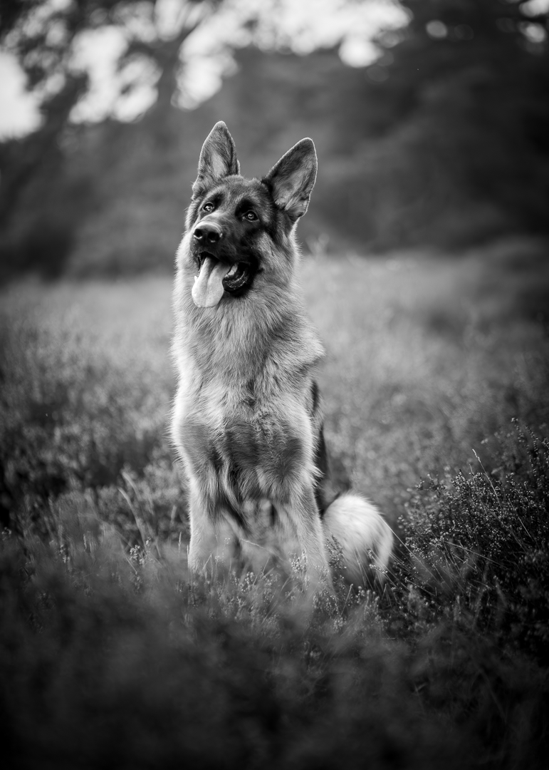 Zwart-wit foto van een herderhond zittend in een veld, trotse houding.