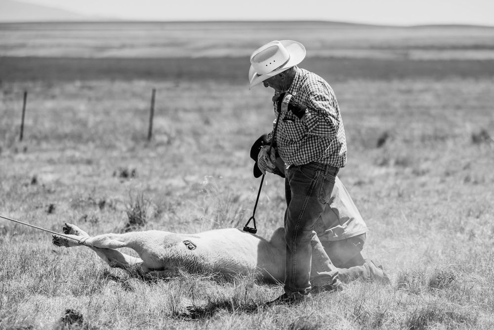 Rancher working on livestock during branding operation in open prairie landscape.