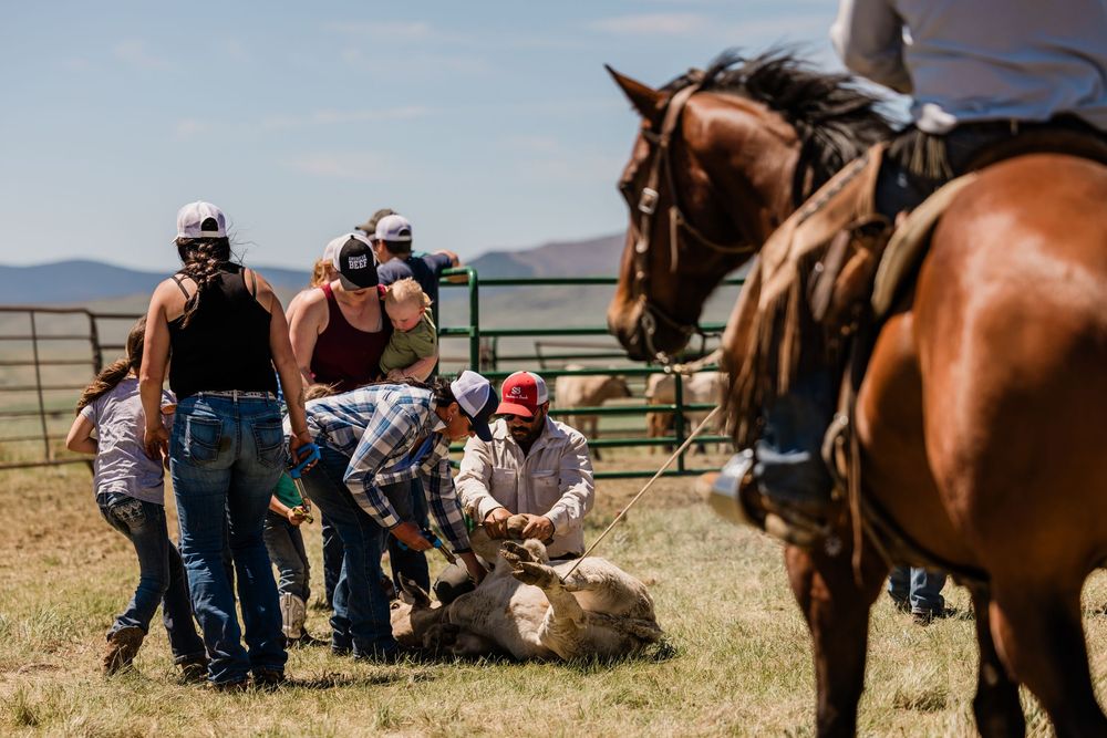 Group of ranchers working together to brand cattle with horses standing nearby in dusty corral.