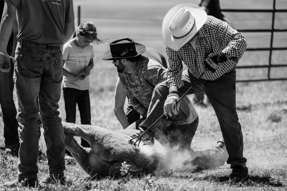 Cowboys performing cattle branding operations in a dusty corral with metal gates.