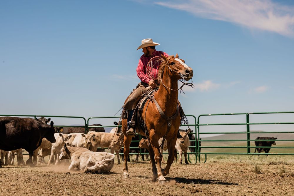 Cowboys working cattle in a dusty corral with metal fencing during a ranch operation.