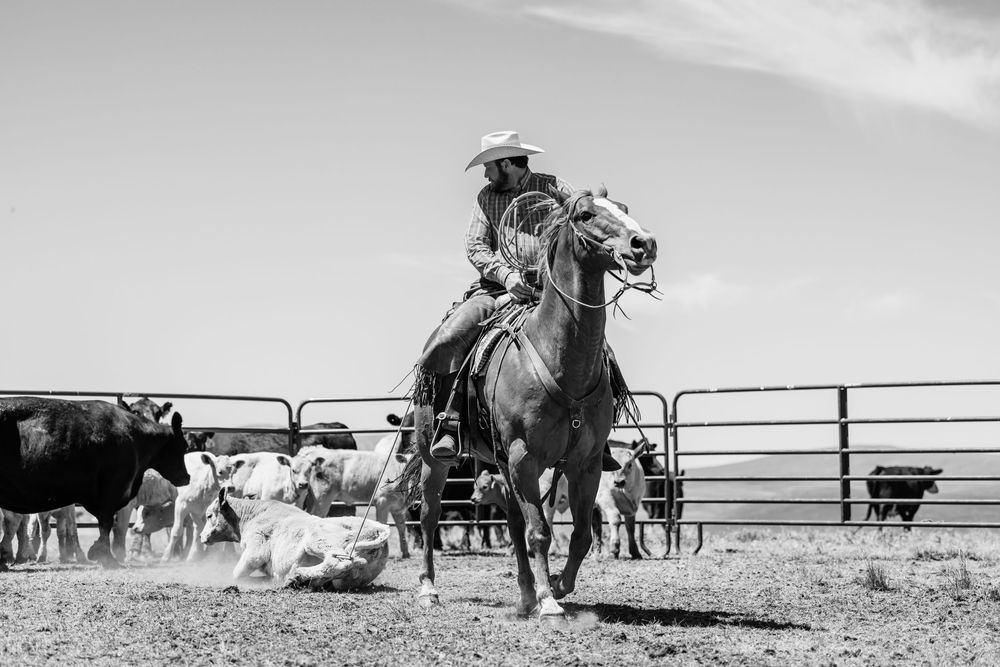 Horses and riders round up cattle in a fenced corral area under a bright sky.