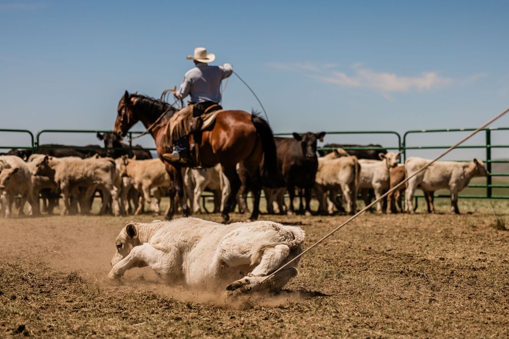 A dramatic scene of cattle roping and wrangling in a dusty corral during ranch work.