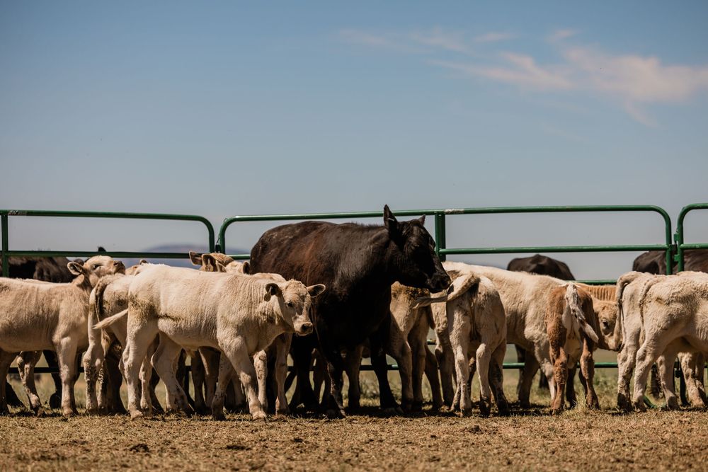 Herd of light-colored calves gathered near black cow behind metal gates.