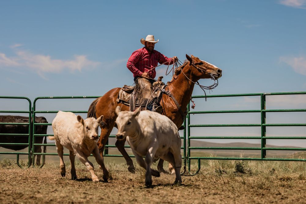 Cowboys herding cattle in a fenced corral area during a sunny day.