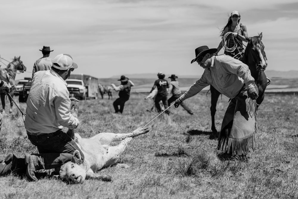 Ranch workers handling cattle during branding operations in open prairie landscape.