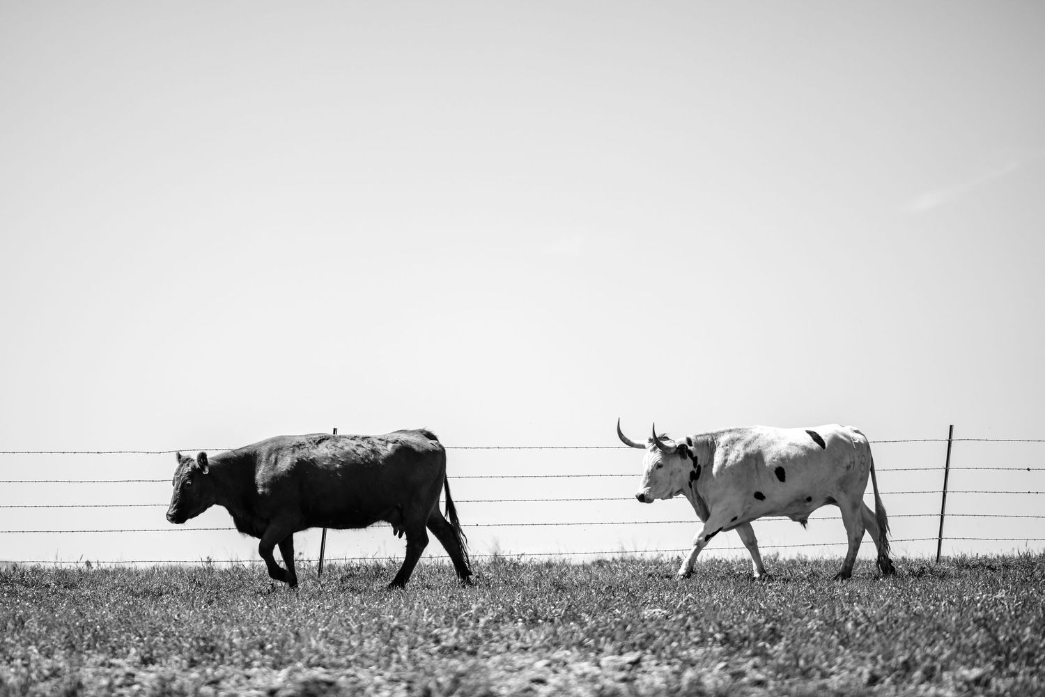 Two longhorn cattle walking along a grassy field with power lines in the background in black and white.
