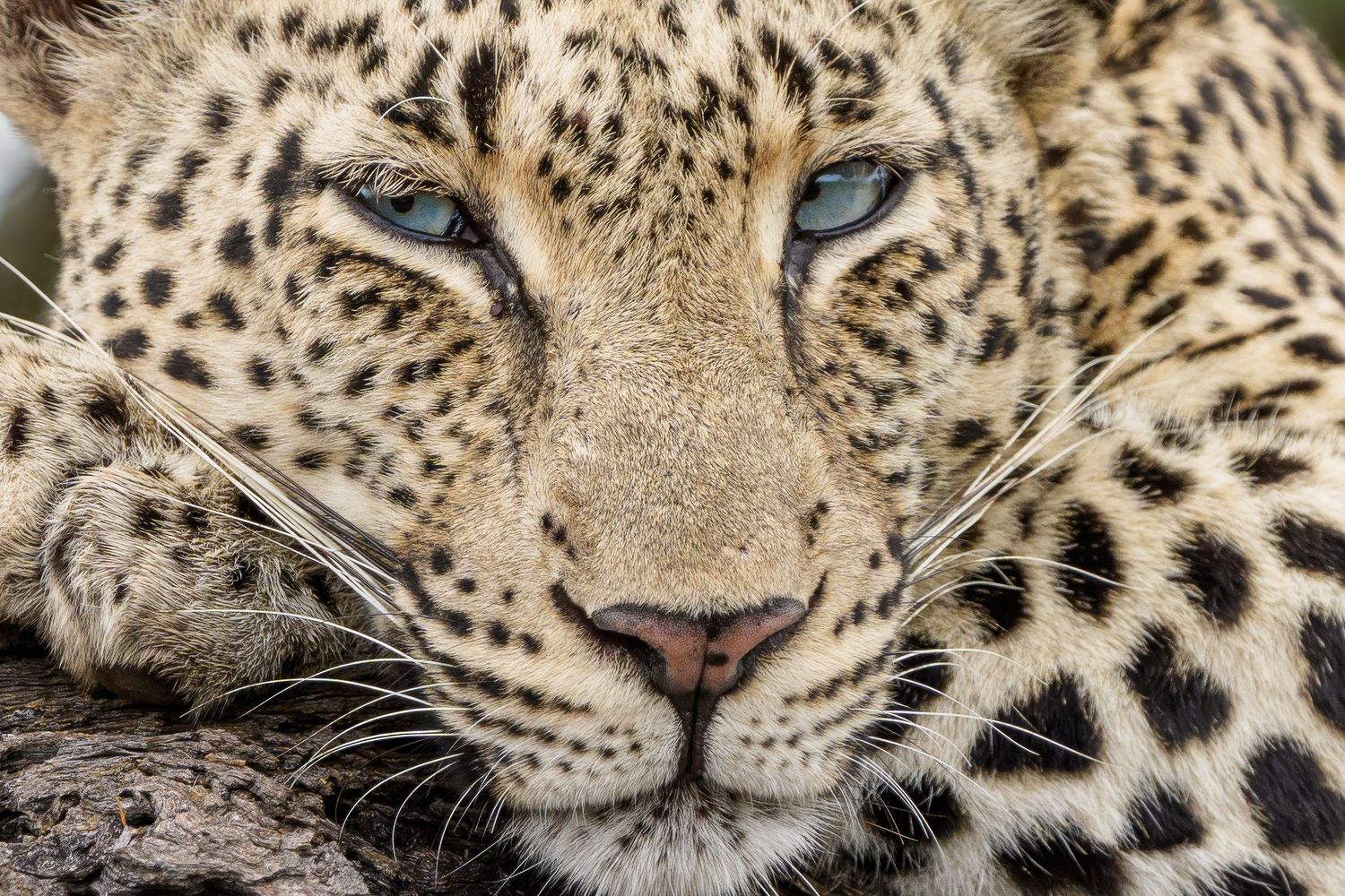 Close-up view of spotted leopard faces showing their distinctive rosette patterns and intense blue eyes in a side-by-side comparison.