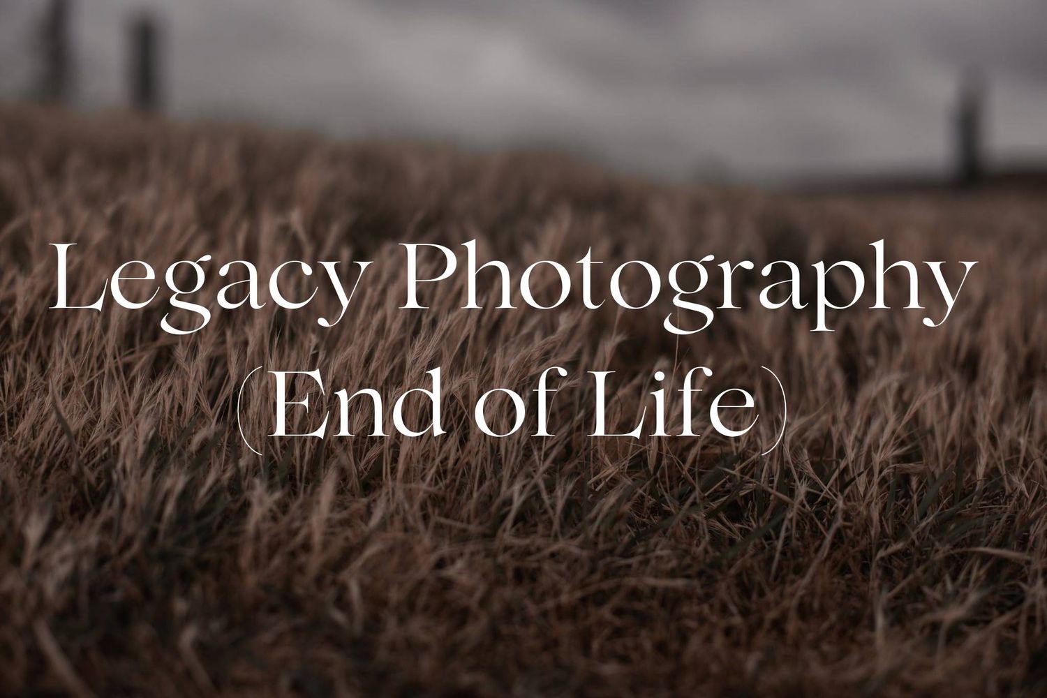 Wellington End Of Life Photography
