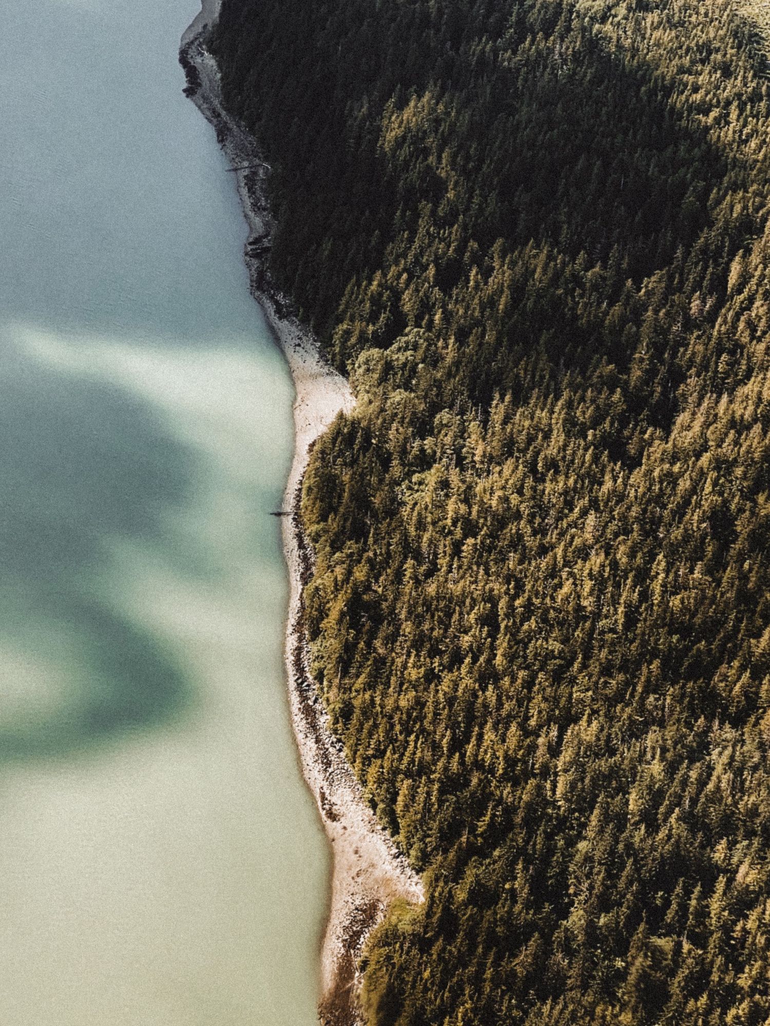 Aerial view of dense forest meeting coastline along turquoise waters.