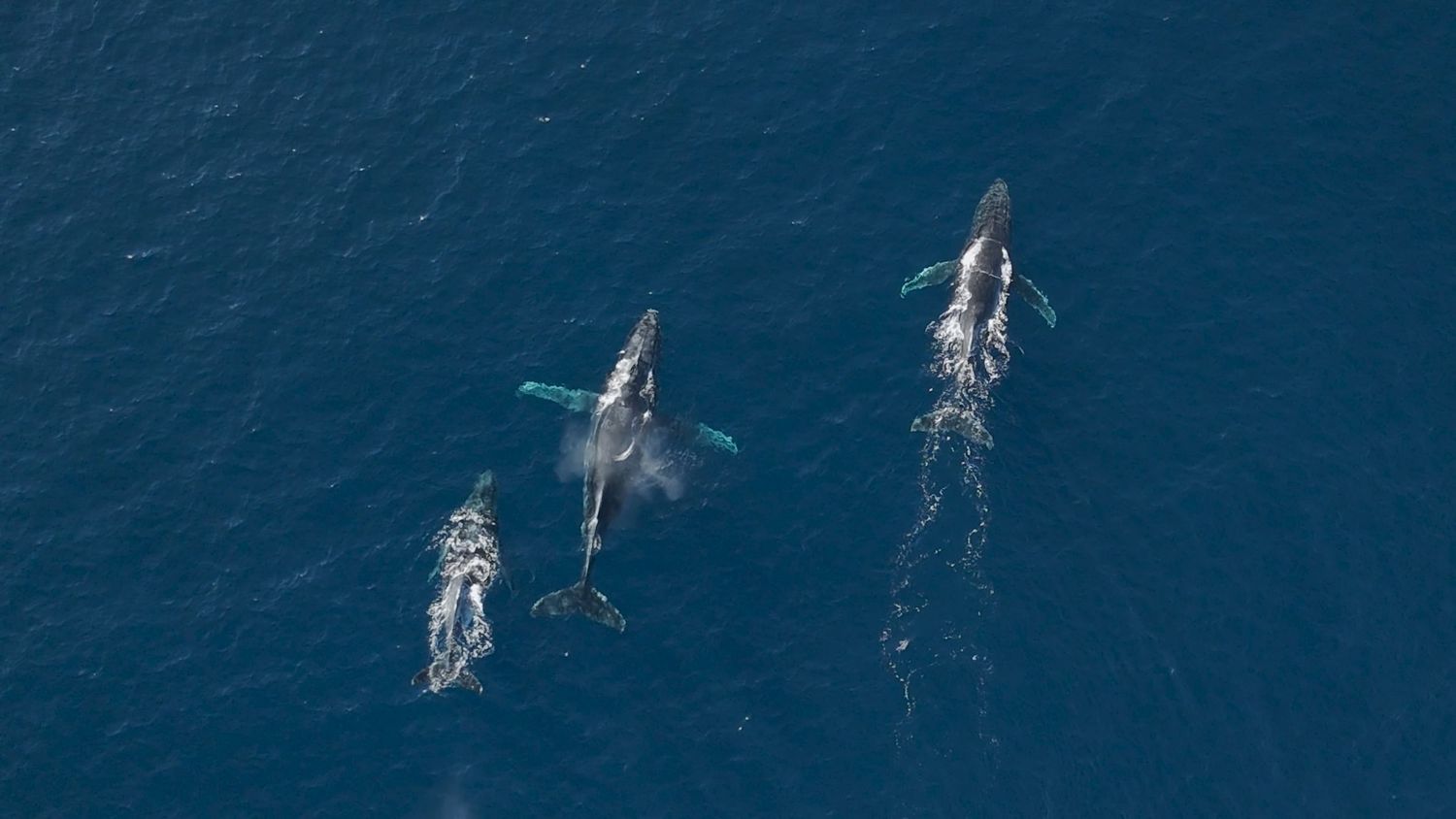 Humpback Whales Migrating. Drone Shot or aerial photograph