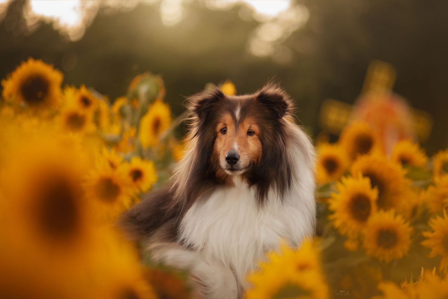 dog-portrait-photoshoot
dog-in-flowers-photoshoot