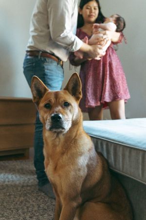 A brown Shiba Inu dog sits in the foreground of a family scene inside a bedroom.