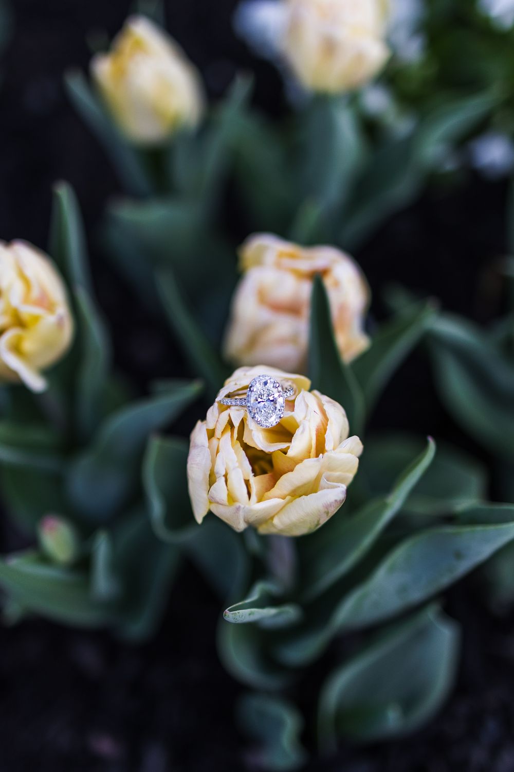 Diamond engagement ring resting inside a blooming yellow tulip flower in a garden.