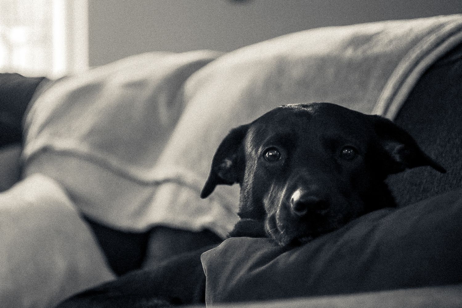A black dog rests on dark cushions with an attentive gaze in a moody black and white photograph.