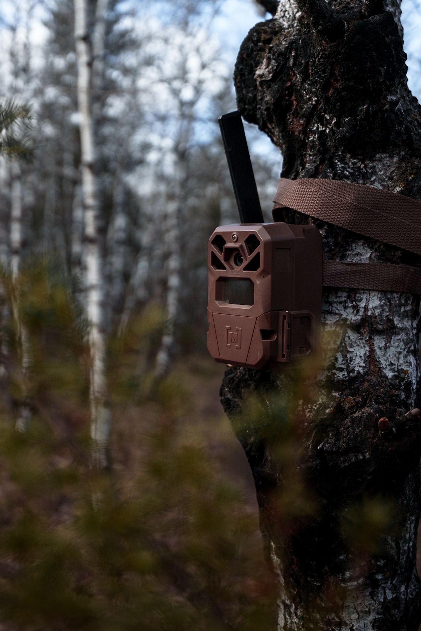 A rustic brown metal bracket mounted on a birch tree trunk in a forest setting.