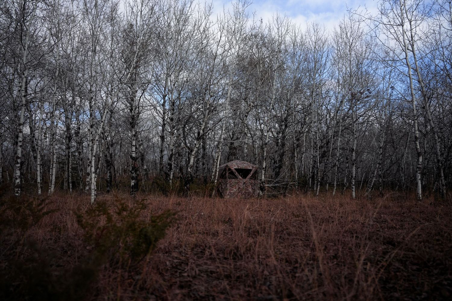 A series of winter landscape photos showing bare trees and brown vegetation against a cloudy sky.