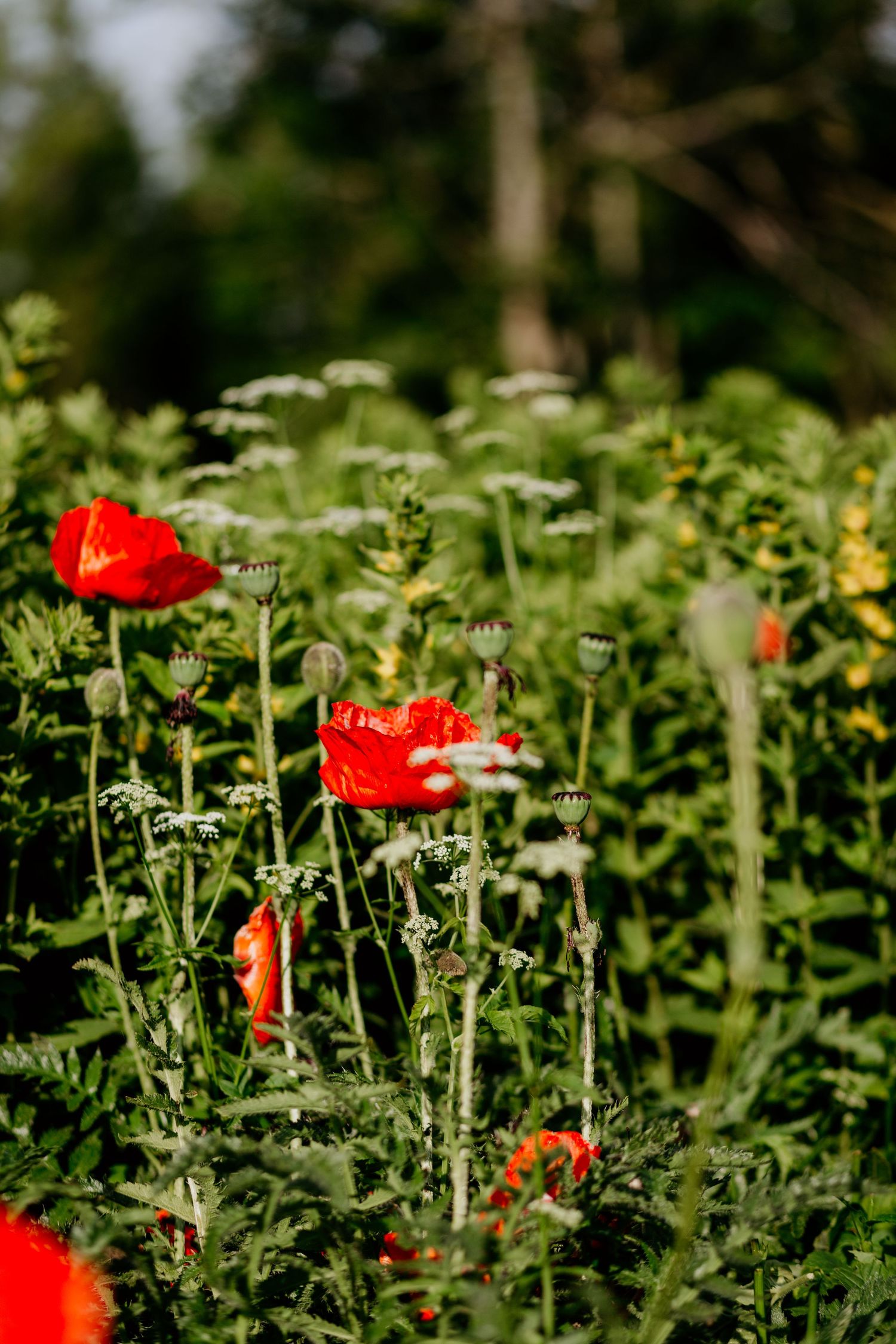 Vibrant red poppies and white wildflowers bloom among green foliage in a natural garden setting.