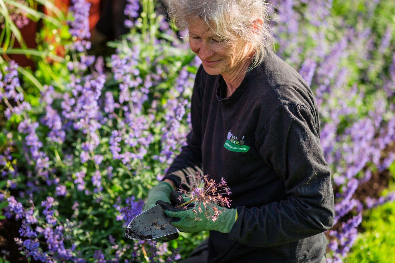 A person in black clothing tends to purple flowering plants in a lush garden setting.