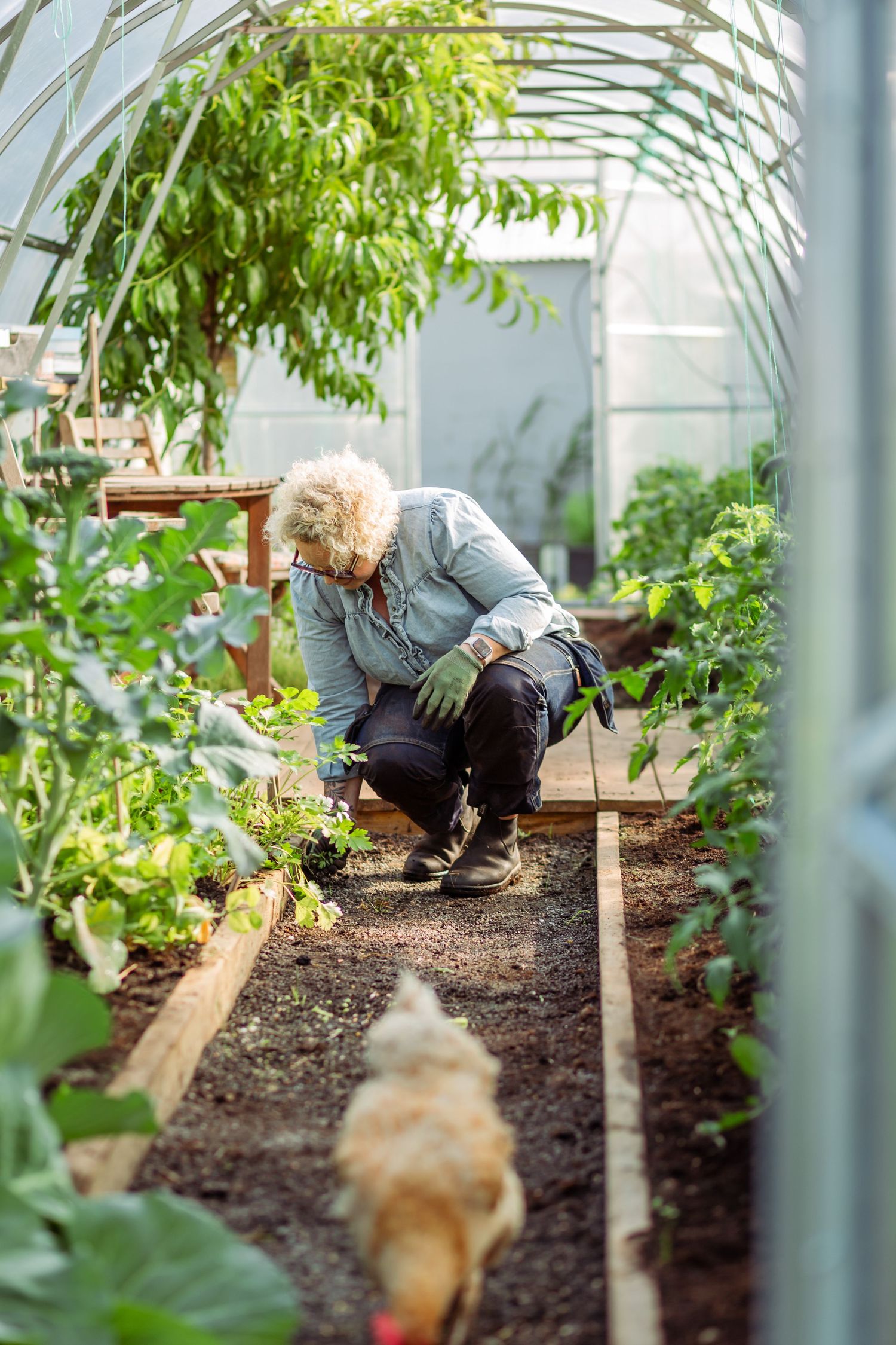 Gardener working in greenhouse soil between rows of plants and metal support poles.