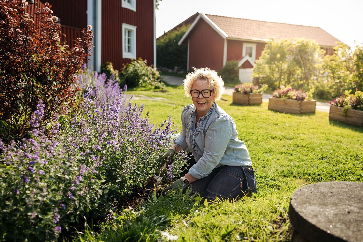 A gardener tends to blooming purple flowers in a sunny backyard garden with red buildings in the background.
