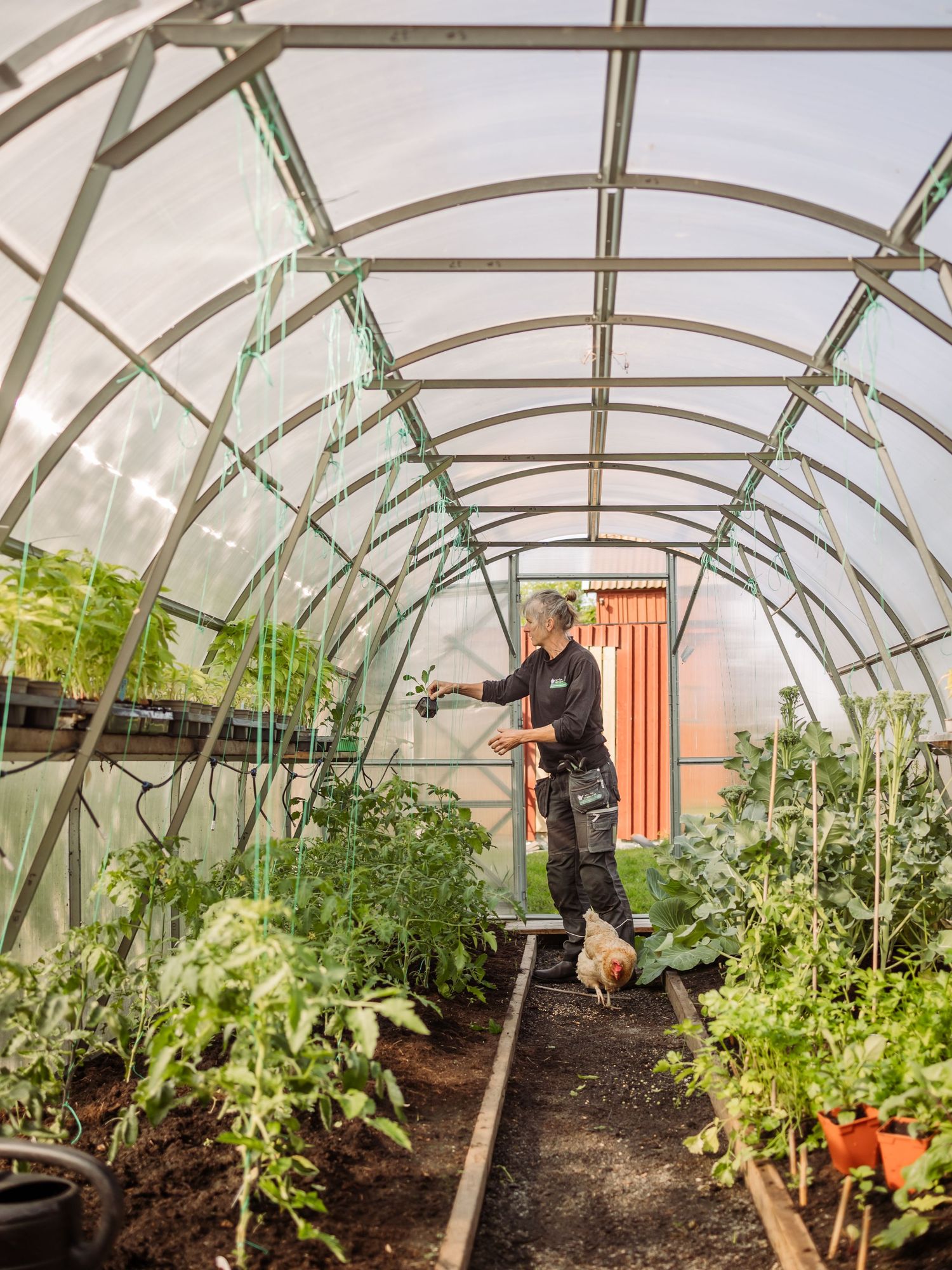Interior view of a greenhouse with curved metal framing and growing vegetable plants inside.