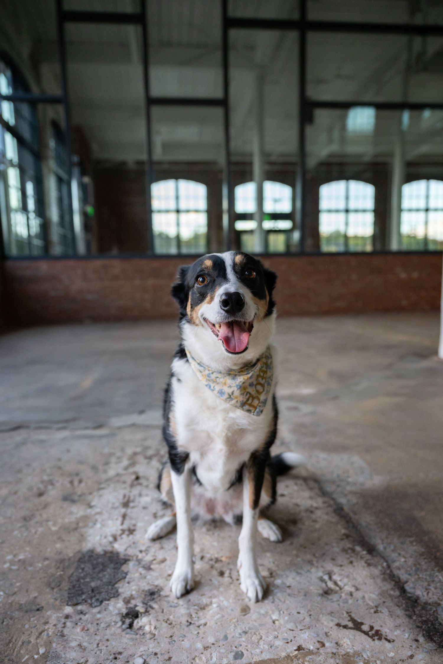 A sequence of four photos showing a black and white border collie dog sitting and smiling in an indoor space.